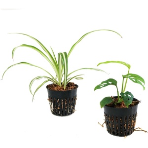 image:imageJoshs Frogs PacMan Frog Vivarium Bioactive Plant Kits 12x12x12 10 Gallon
