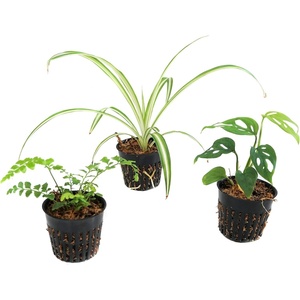 image:imageJoshs Frogs PacMan Frog Vivarium Bioactive Plant Kits 18x18x20 20 Gallon
