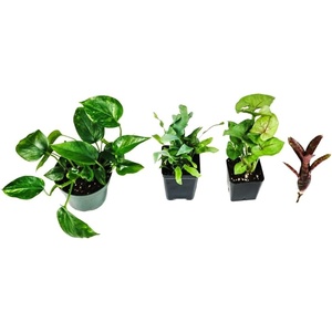 image:imageJoshs Frogs Reed Frog Vivarium Plant Kit 12x12x15 10 Gallon