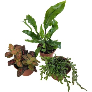 image:imageJoshs Frogs Tarantula Vivarium Bioactive Plant Kit 3x3x6 Terrarium8x8x8 Terrarium