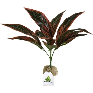 image:imageJoshs Frogs Tropical Artificial Reptile and Amphibian Plants DracaenaAglaonema Pink