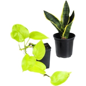 image:imageJoshs Frogs Whites Tree Frog Vivarium Plant Kit 18x18x18 Terrarium18x18x18 Terrarium