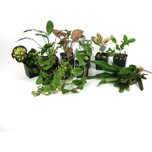 image:imageJoshs Frogs12x12x18 Tropical Vivarium Plant Kit18 in x 18 in x 24 in Terrarium