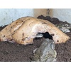 image:imageJoshs Frogs Rock Cave Herp Hide LargeLarge