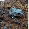 image:imageJoshs Frogs Solomon Island Leaf Frog Substrate 10 Quart