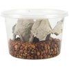 image:imageJoshs Frogs Bean Beetle Culture Kit