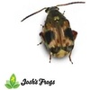 image:imageJoshs Frogs Bean Beetle Culture Kit