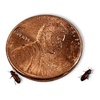 image:imageJoshs Frogs Rice Flour Beetle Culture Kit