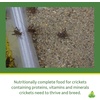image:imageJoshs Frogs Cricket Food 24 oz15 Pound Pack of 1