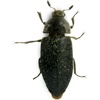 image:imageJoshs Frogs Dermestid Beetle Starter Culture for Taxidermists Pet Owners Entomologists