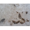 image:imageJoshs Frogs Dermestid Beetle Starter Culture for Taxidermists Pet Owners Entomologists
