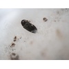image:imageJoshs Frogs Dermestid Beetle Starter Culture for Taxidermists Pet Owners Entomologists