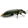 image:imageJoshs Frogs Dermestid Beetle Starter Culture for Taxidermists Pet Owners Entomologists