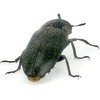 image:imageJoshs Frogs Dermestid Beetle Starter Culture for Taxidermists Pet Owners Entomologists