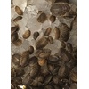 image:imageJoshs Frogs Dry Water Crystals 40 g 14 ft oz882 Ounce Pack of 1