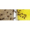 image:imageJoshs Frogs Premium Cricket Cuisine Calcium Watering Gel and Egg Flat Gutloading Bundle Small