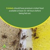 image:imageJoshs Frogs Premium Cricket Cuisine Cricket Gutloading Food 24 oz15 Pound Pack of 1