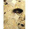 image:imageJoshs Frogs Roach Rations Premium Roach Food 24 oz128 Fl Oz Pack of 1