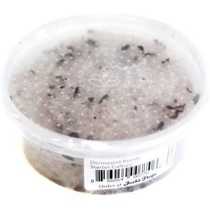 image:imageJoshs Frogs Dermestid Beetle Starter Culture for Taxidermists Pet Owners Entomologists