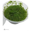 image:imageJoshs Frogs Duckweed Lemna Minor 4 oz