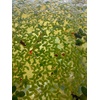 image:imageJoshs Frogs Duckweed Lemna Minor 4 oz