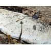 image:imageJoshs Frogs Sepia Bones 2 Pack
