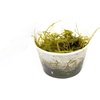 image:imageTaxiphyllum barbieri  Java Moss
