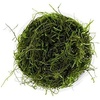 image:imageTaxiphyllum barbieri  Java Moss