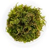 image:imageVesicularia montagnei  Christmas Moss