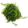 image:imageVesicularia montagnei  Christmas Moss