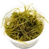 image:imageTaxiphyllum barbieri  Java Moss