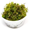 image:imageVesicularia montagnei  Christmas Moss