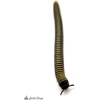 image:imageJoshs Frogs Bumblebee Millipede Jamaican  Anadenobolus monillicornis