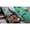 image:imageJoshs Frogs Bumblebee Millipede Jamaican  Anadenobolus monillicornis