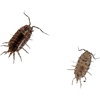 image:imageJoshs Frogs Florida Fast Isopods 10 Count