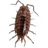 image:imageJoshs Frogs Florida Fast Isopods 10 Count