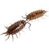 image:imageJoshs Frogs Florida Fast Isopods 10 Count
