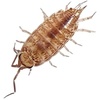 image:imageJoshs Frogs Florida Fast Isopods 10 Count