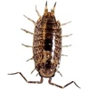 image:imageJoshs Frogs Florida Fast Isopods 10 Count