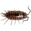 image:imageJoshs Frogs Florida Fast Isopods 10 Count