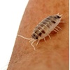 image:imageJoshs Frogs Porcellio laevis Dairy Cow Isopods 10 Count