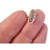 image:imageJoshs Frogs Porcellio laevis Dairy Cow Isopods 10 Count