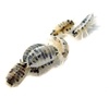 image:imageJoshs Frogs Porcellio laevis Dairy Cow Isopods 10 Count
