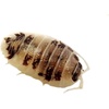 image:imageJoshs Frogs Porcellio laevis Dairy Cow Isopods 10 Count