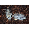 image:imageJoshs Frogs Porcellio laevis Dairy Cow Isopods 10 Count