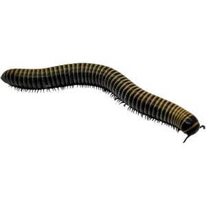 image:imageJoshs Frogs Bumblebee Millipede Jamaican  Anadenobolus monillicornis