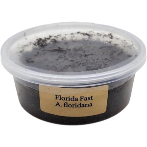 image:imageJoshs Frogs Florida Fast Isopods 10 Count