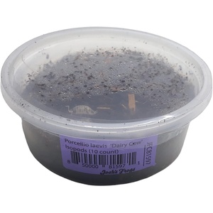 image:imageJoshs Frogs Porcellio laevis Dairy Cow Isopods 10 Count
