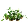 image:imageClean AIR Houseplant MultiPack Gift Collection with EcoFriendly Rice Hull Pots 3 Plants