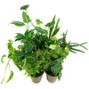 image:imageClean AIR Houseplant MultiPack Gift Collection with EcoFriendly Rice Hull Pots 3 Plants